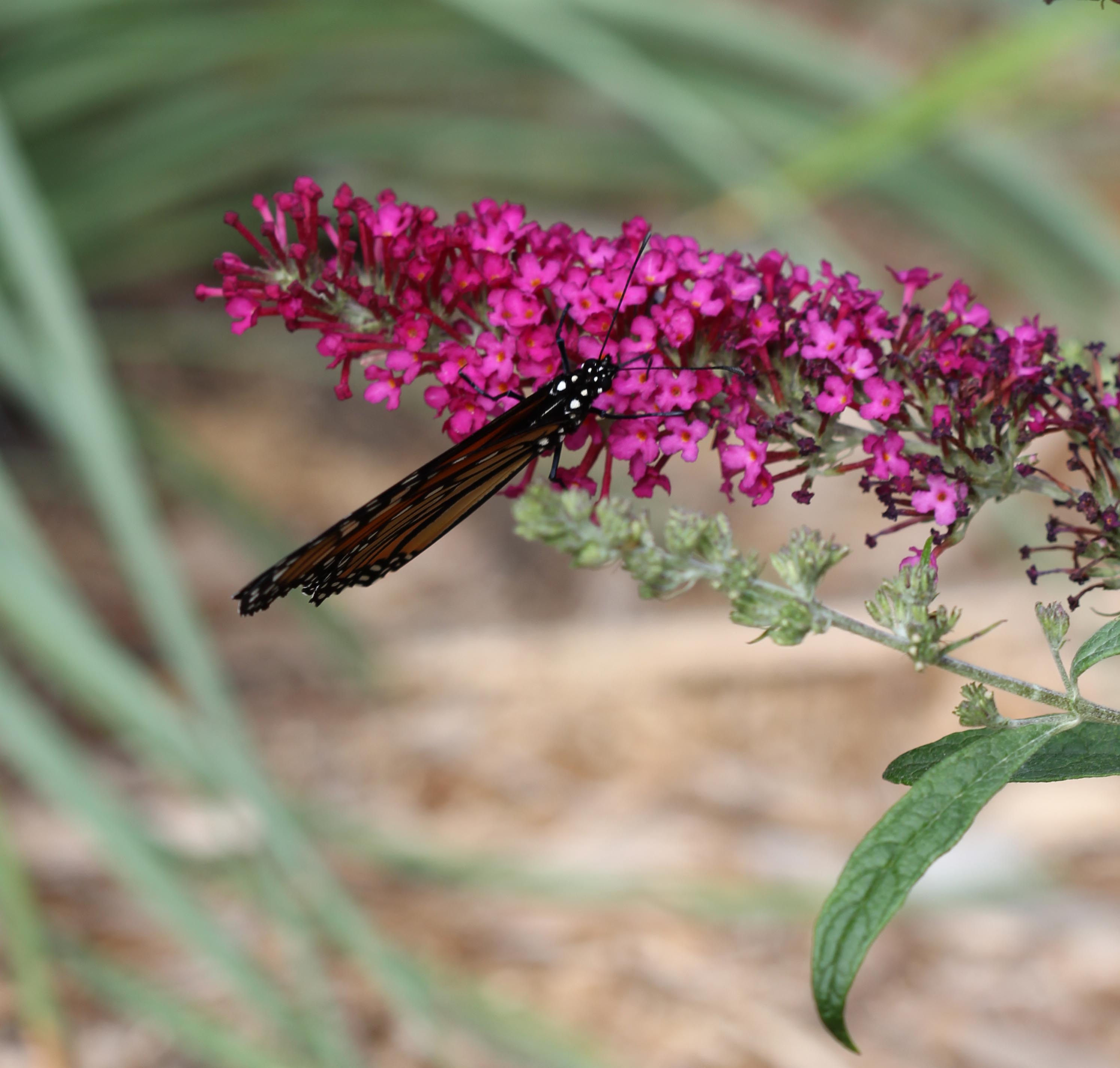 Monarch Butterfly